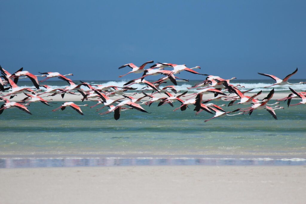 A flamboyance of flamingos swimming above the ocean