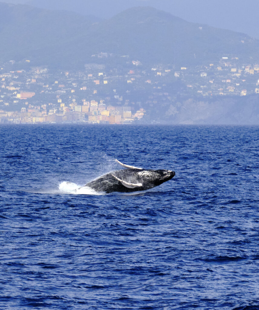 Very rare (for the Mediterranean Sea) Humpback whale jumping in Ligurian sea, in front of Genoa, Italy