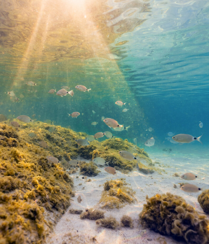 (Selective focus) Underwater photo, stunning view of the marine life with some rocks and fish swimming in a turquoise water hit by some sun rays. Sardinia, Italy.