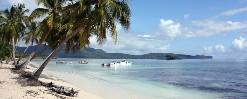 Palm tree leaning over a beach