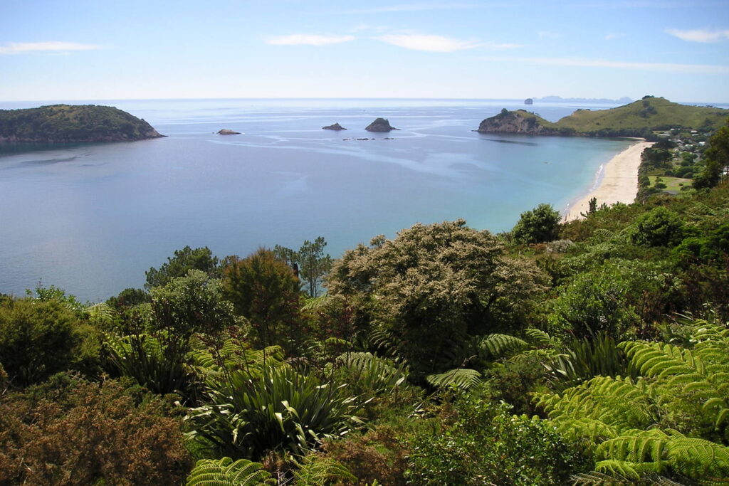 A scenic beach captured from a raised viewpoint above trees