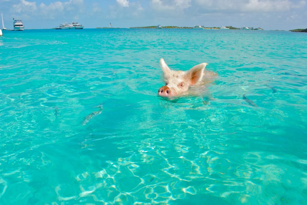 Swimming pig