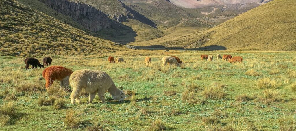 Alpacas