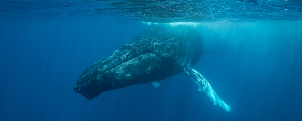 whale migration